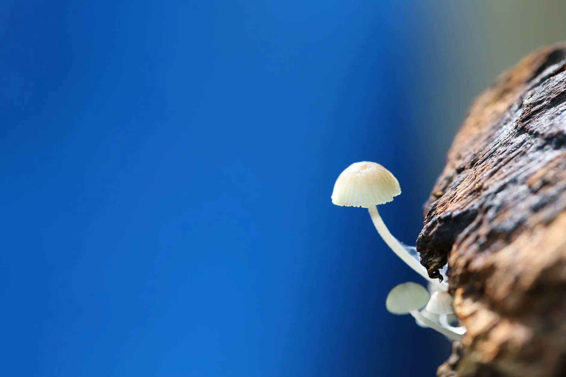 重庆伟芸瑞商贸扫帚拖把产品材质对比与耐用性分析